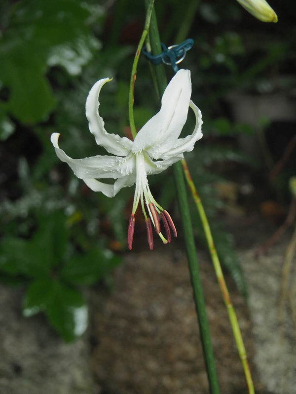 P7299223