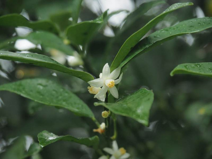P7299224