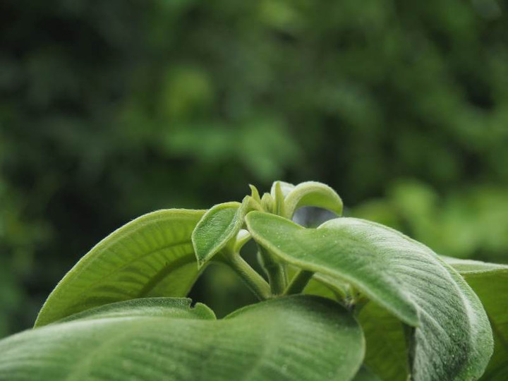 P7299225