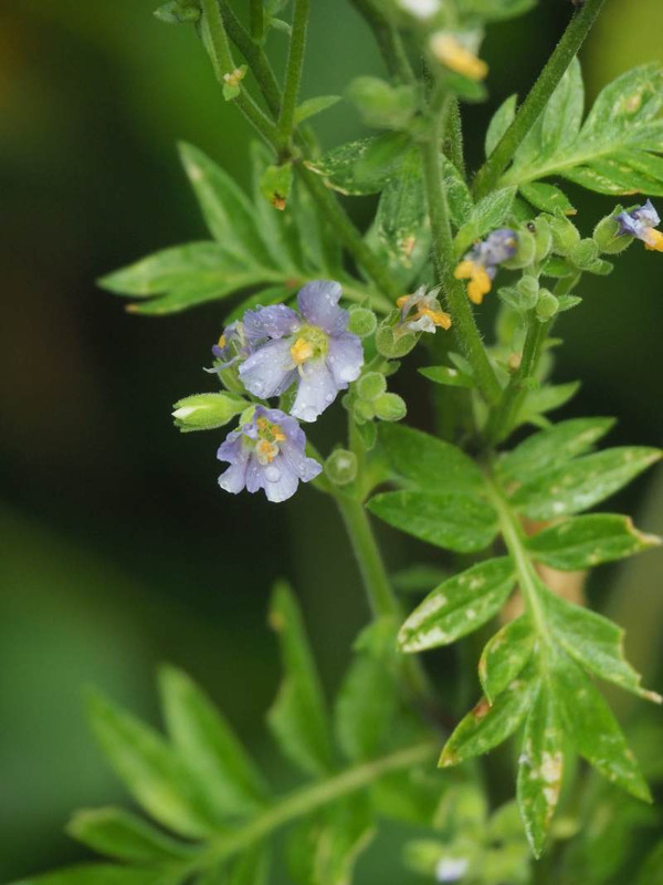 P7299226