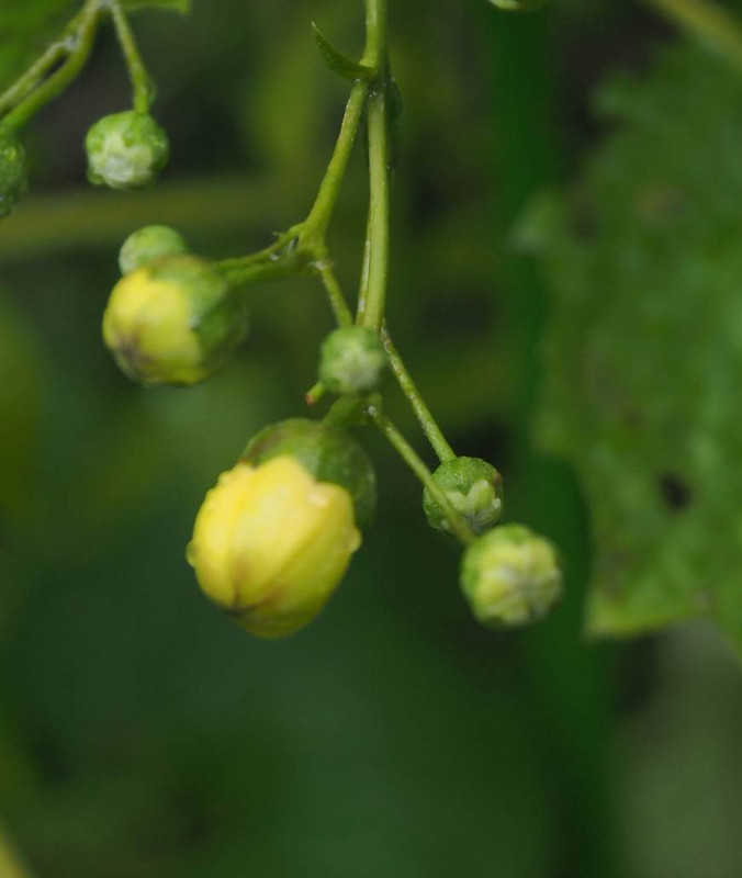 P7299228