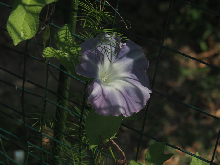 P8029273