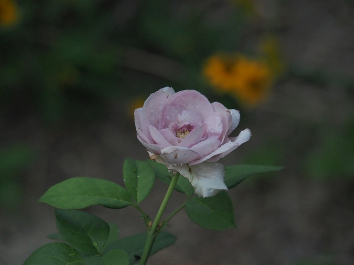P8029288