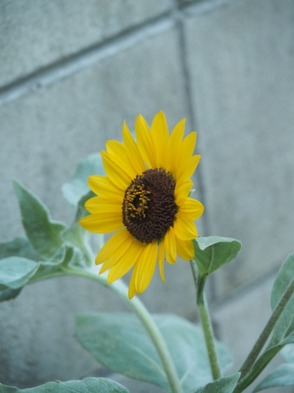 P8039291