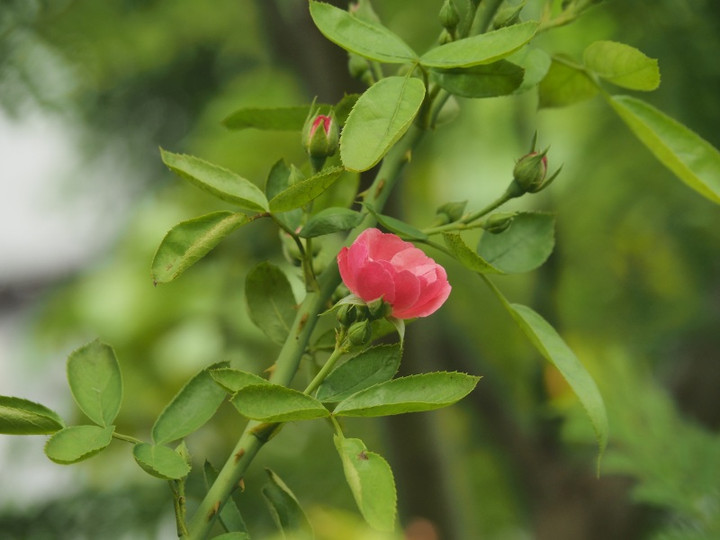 P8099332