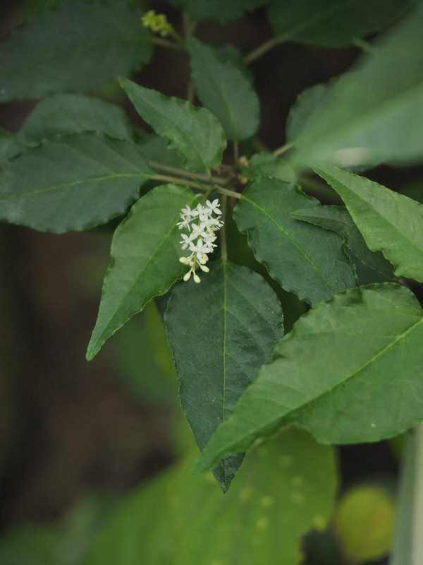 P8229687