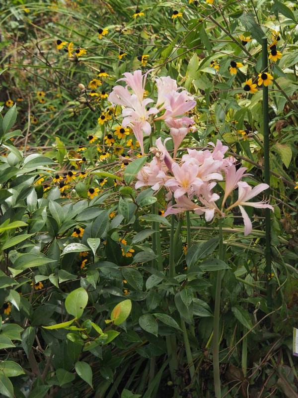 P8229693