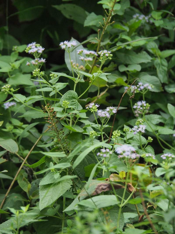 P9040195