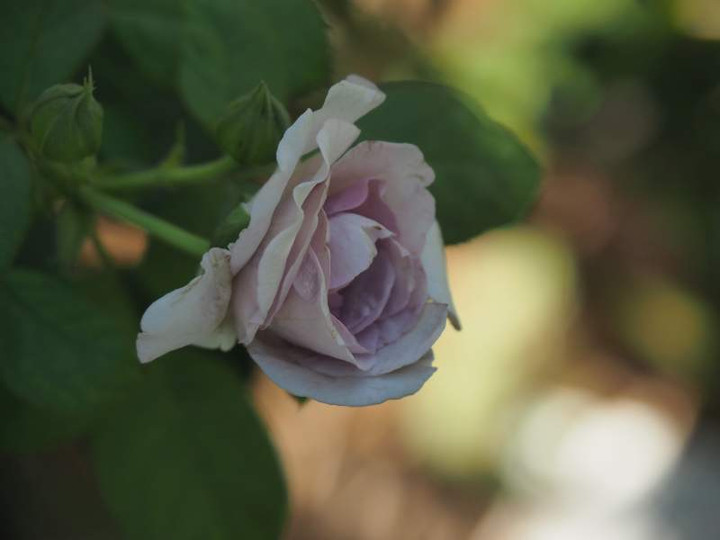 P9050218
