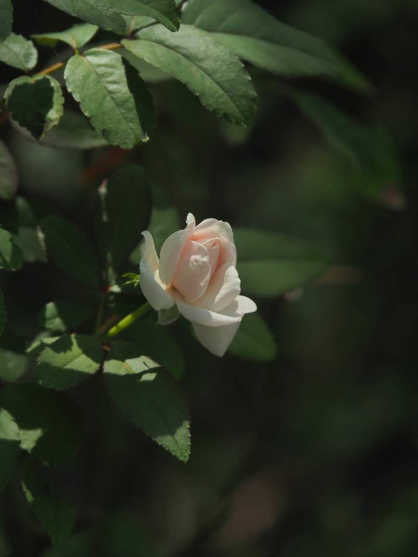 P9050224