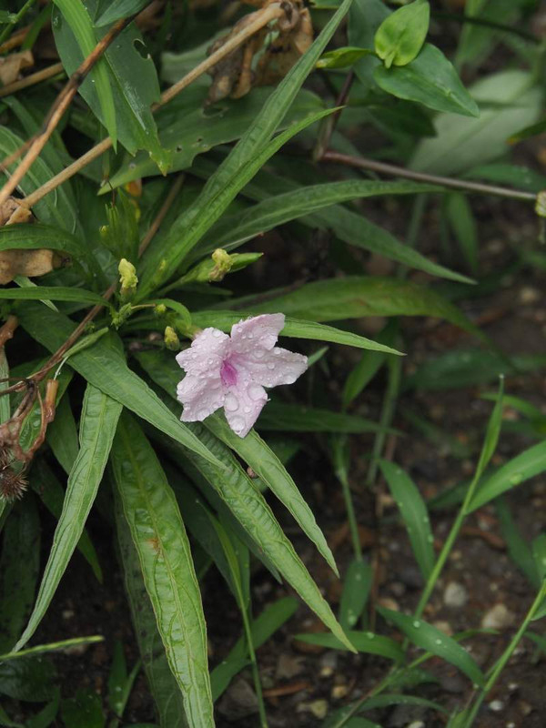 P9100286