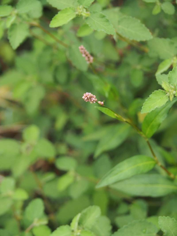 P9120428