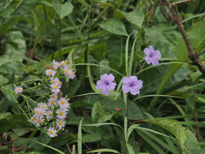 P9130444s