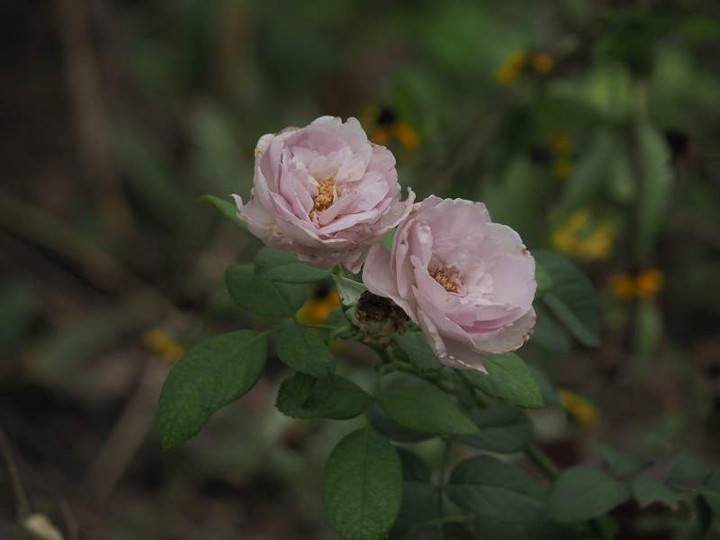 P9130457