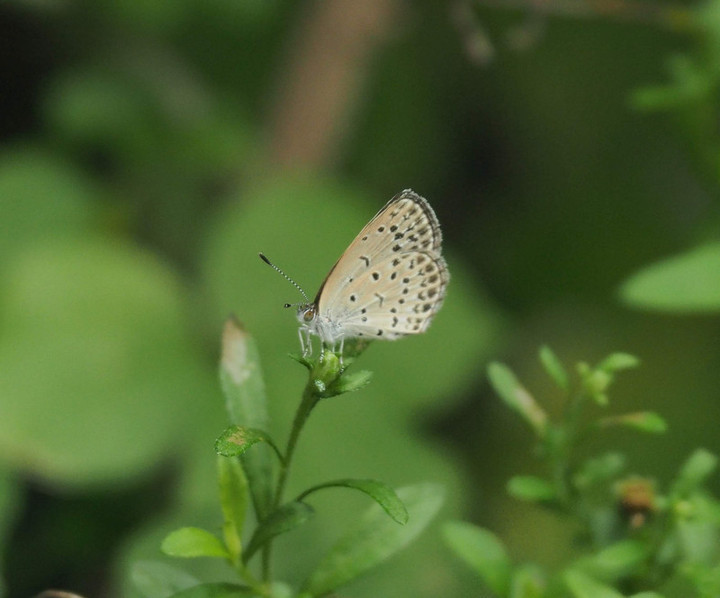 P9150546