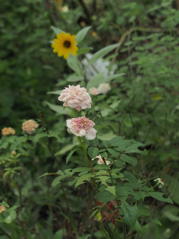 P9181010