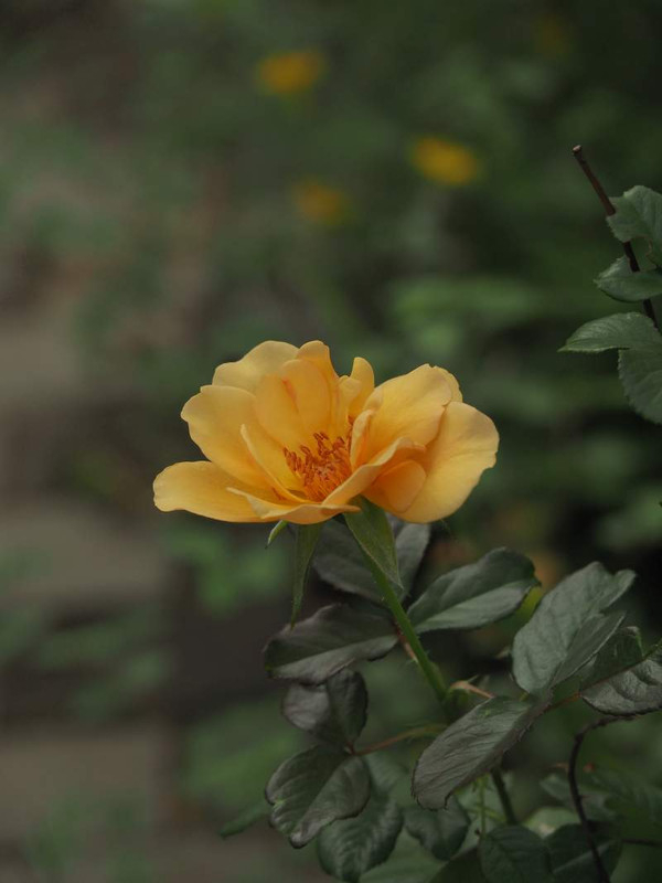 P9231216