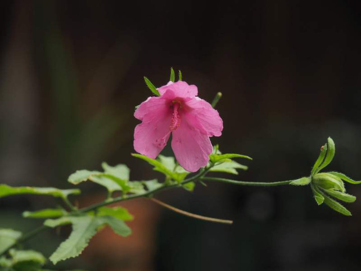 P9251402hibiscus