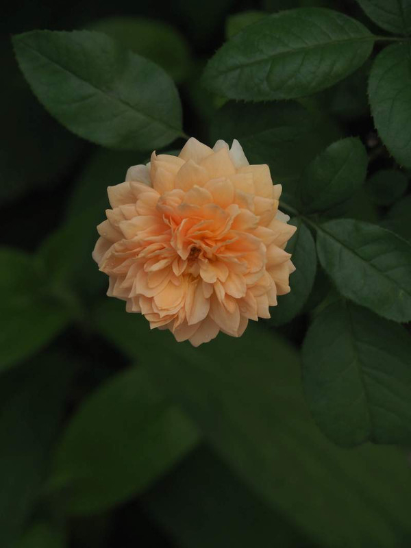 P9271454