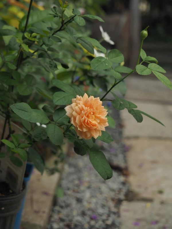 P9271472