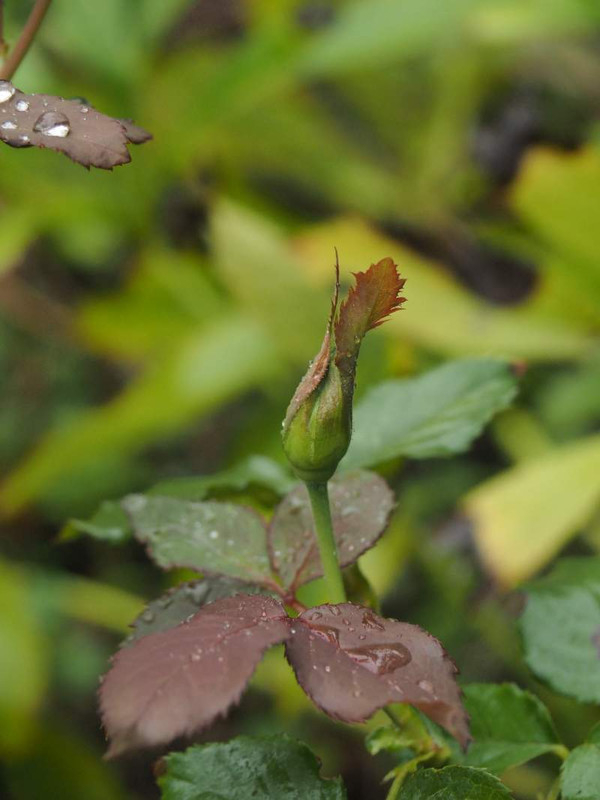 P9291760