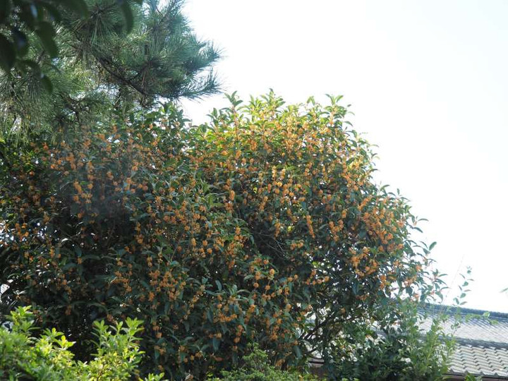 Pa082650