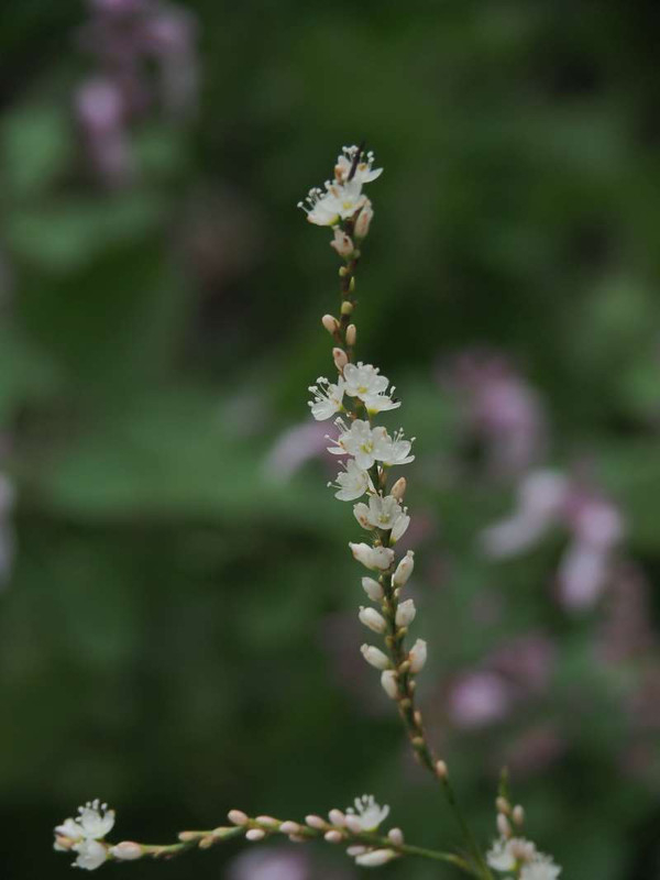 Pa092657
