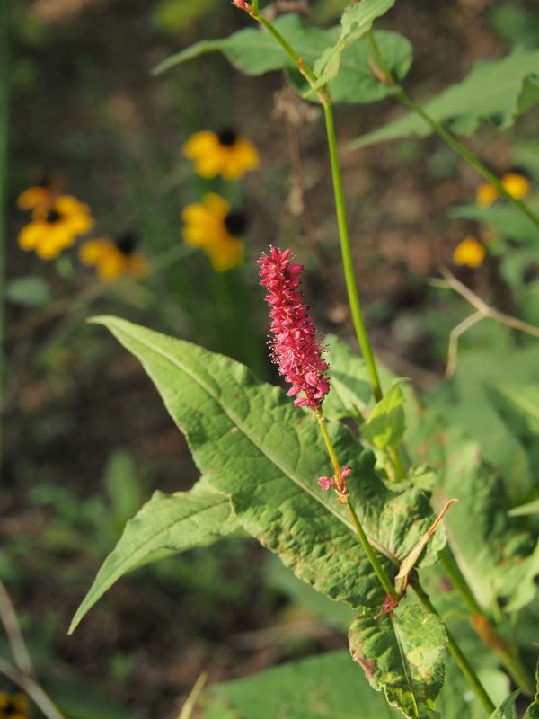 Pa092673