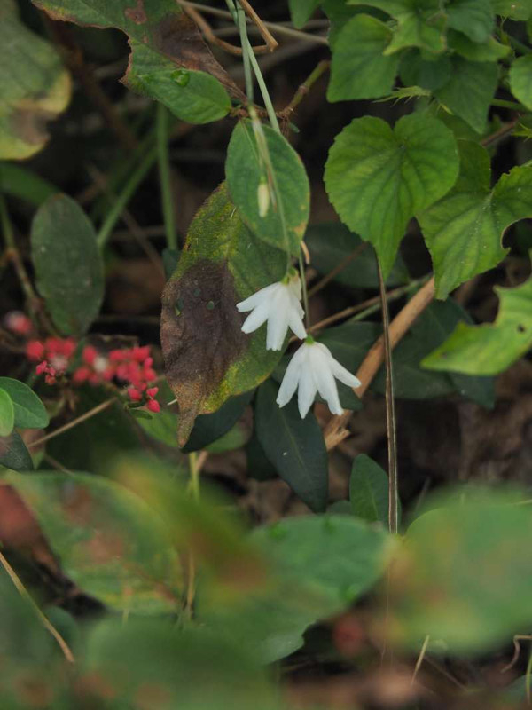 Pa092688