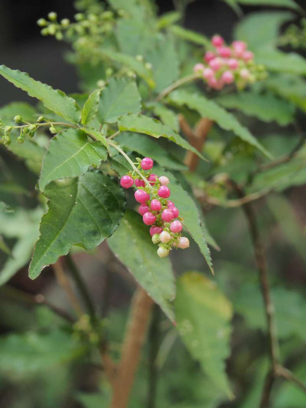 Pa092711