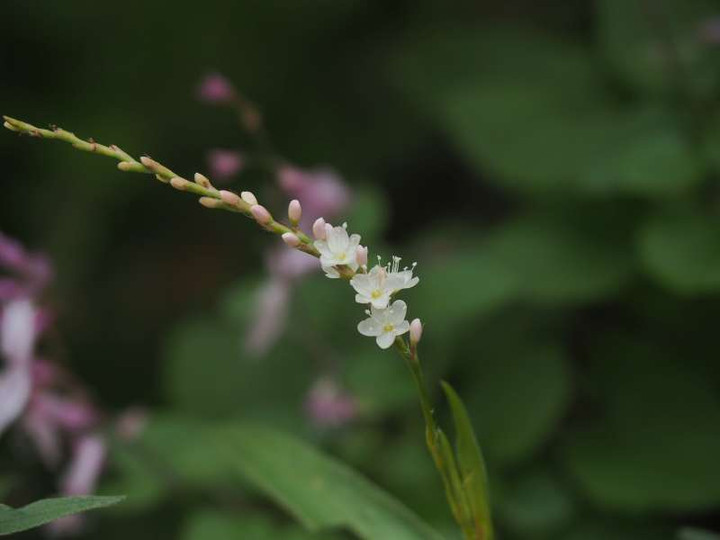 Pa092717_2