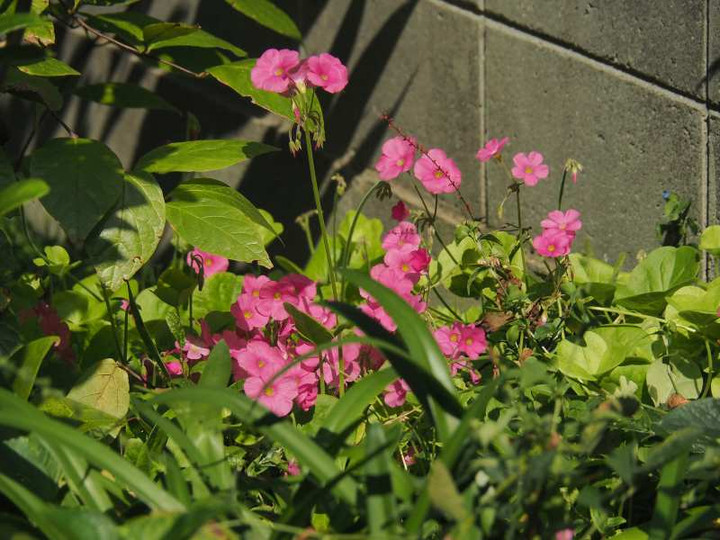 Pa153264