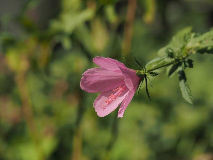 Pa163276hibiscus