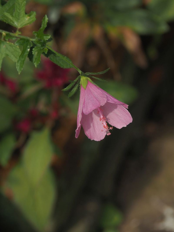 Pa173340hibiscus