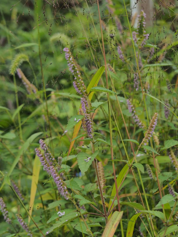 Pa042162naginatakoujyu