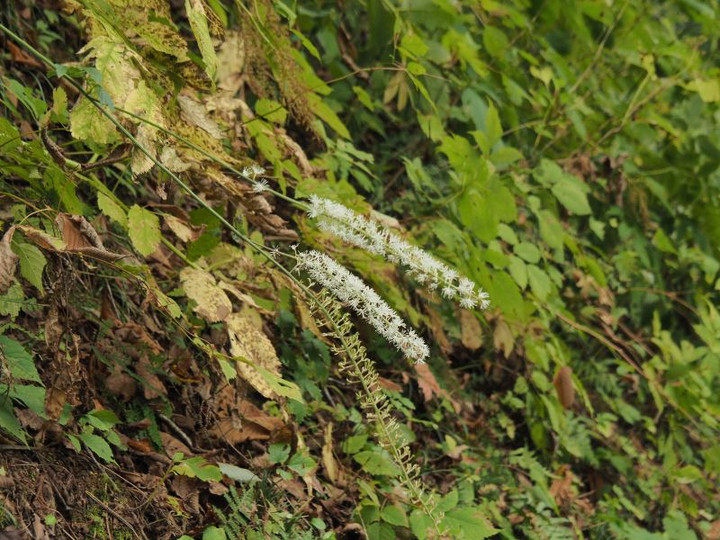 Pa042168sarasinasyouma