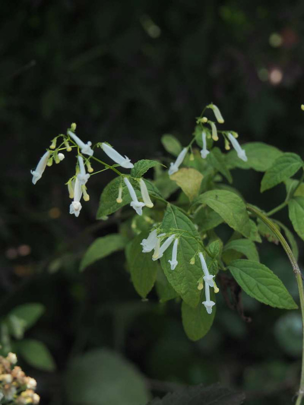 Pa293638
