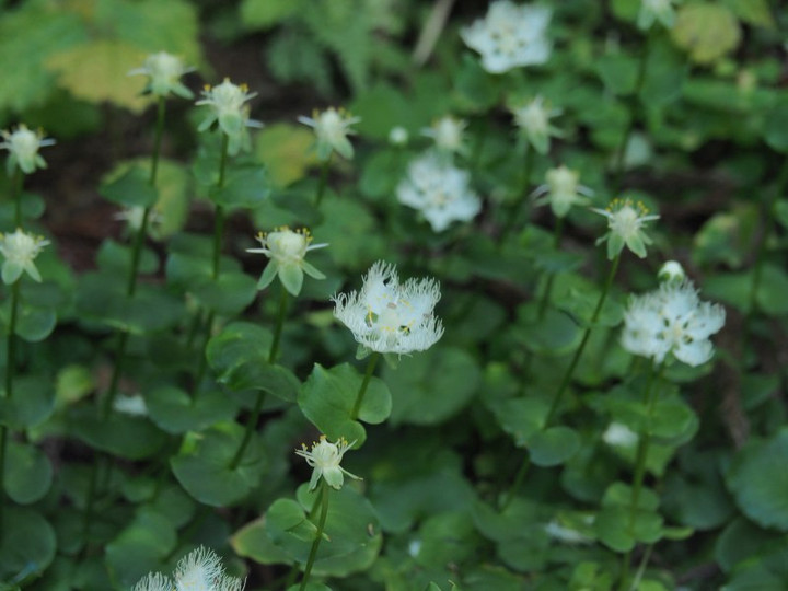 Pa052434oosirahigesou