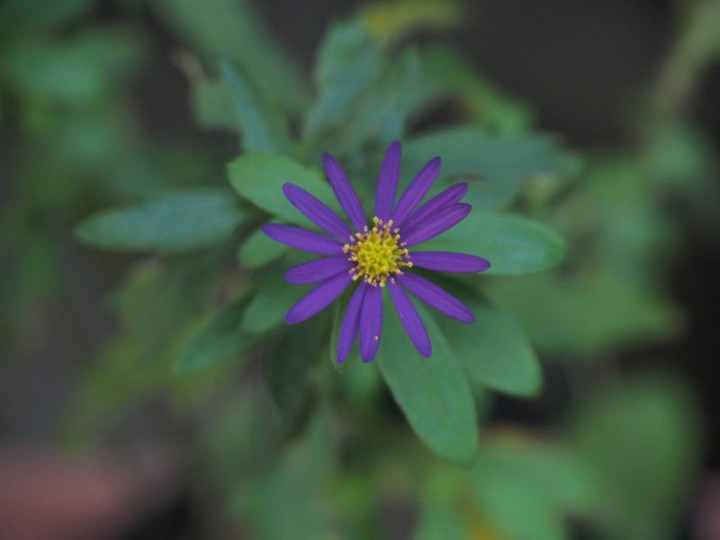 Pb023710