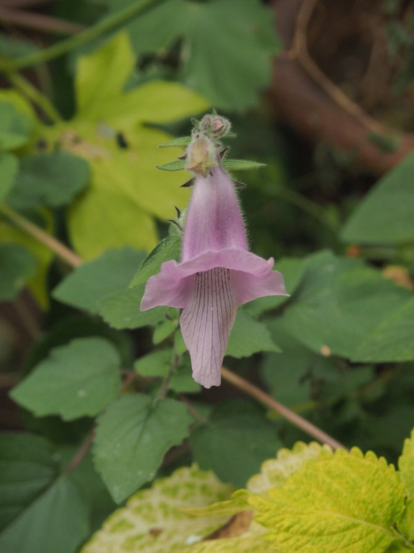 Pb044074