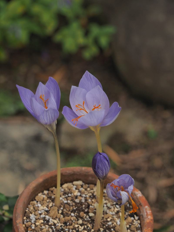 Pb044085