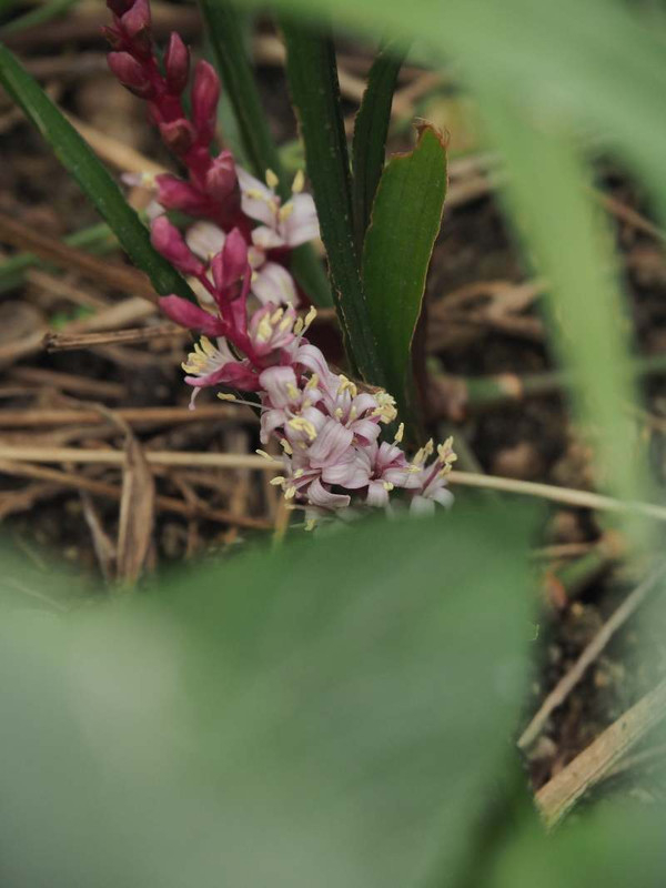 Pb044091