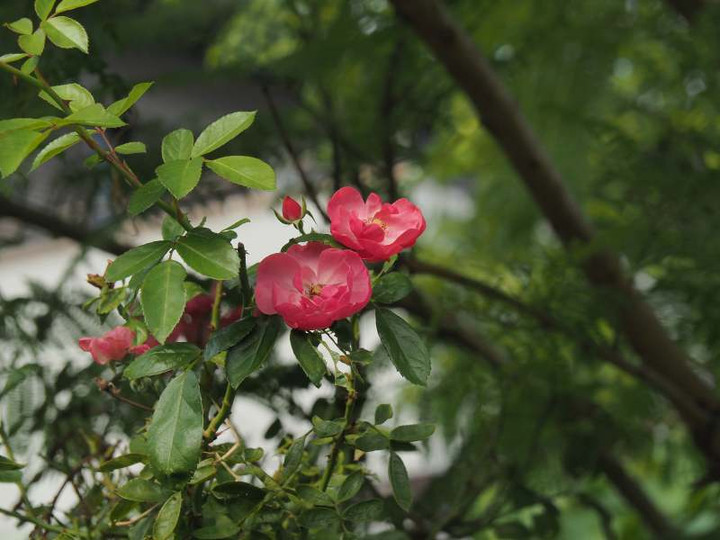 Pb044104