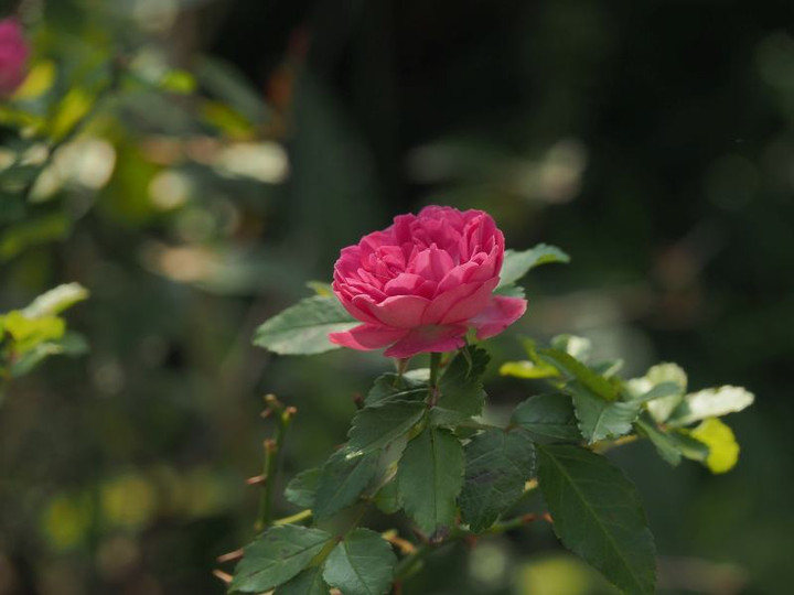 Pb054116