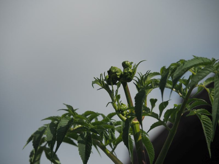 Pb064129