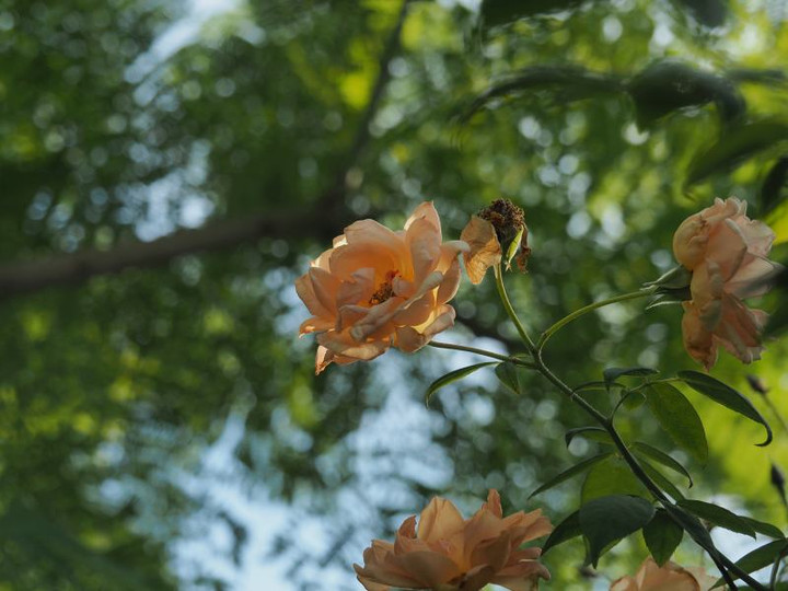 Pb074140
