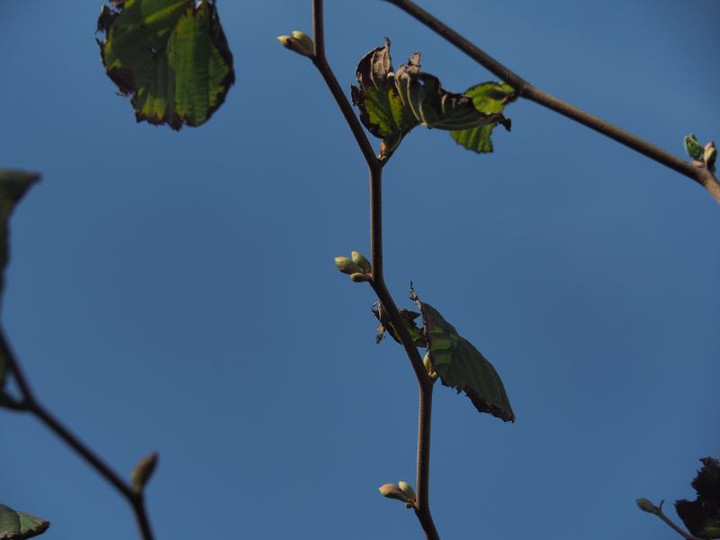 Pb074142