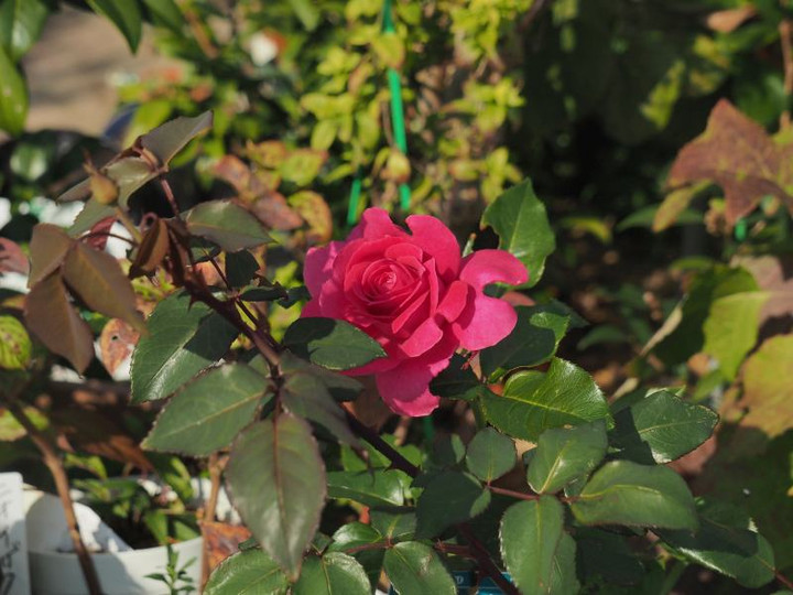 Pb084172