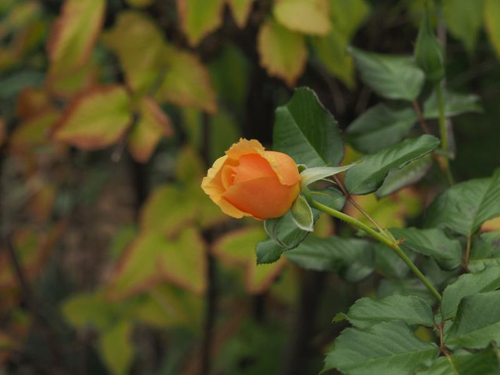 Pb084183