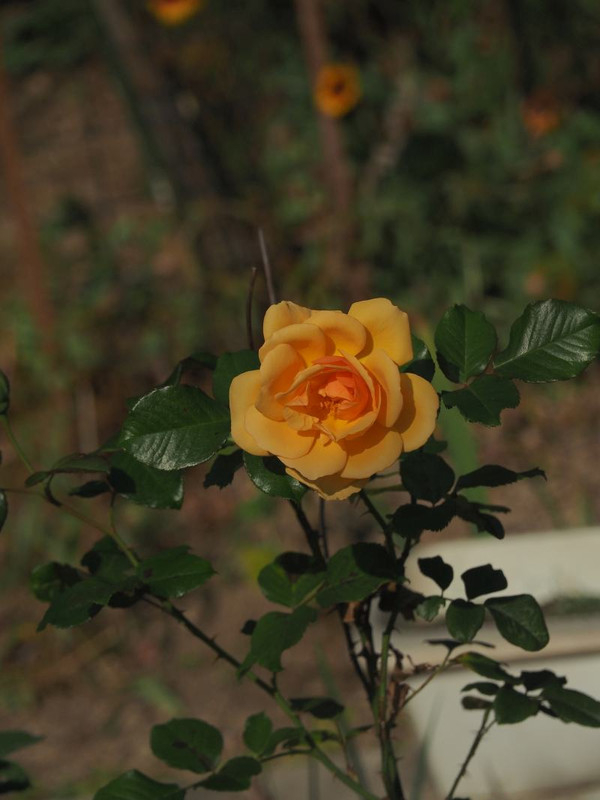 Pb094203